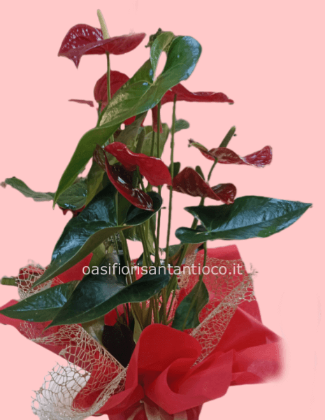 Pianta di anthurium small