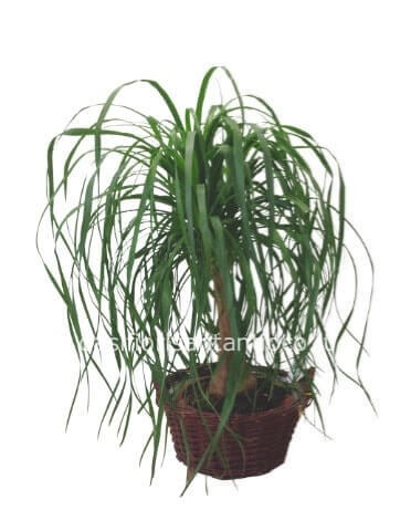 Pianta di beucarnea grande