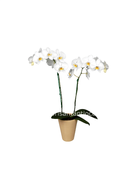 Pianta di orchidea phaleonopsis bianca