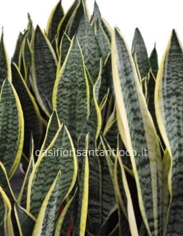 sanseveria piccola