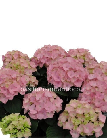 Pianta di ortensia vari colori
