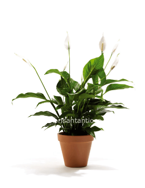 Pianta di Spathifillum