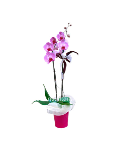 Pianta di orchidea Phaleonopsis, diversi colori a richiesta.