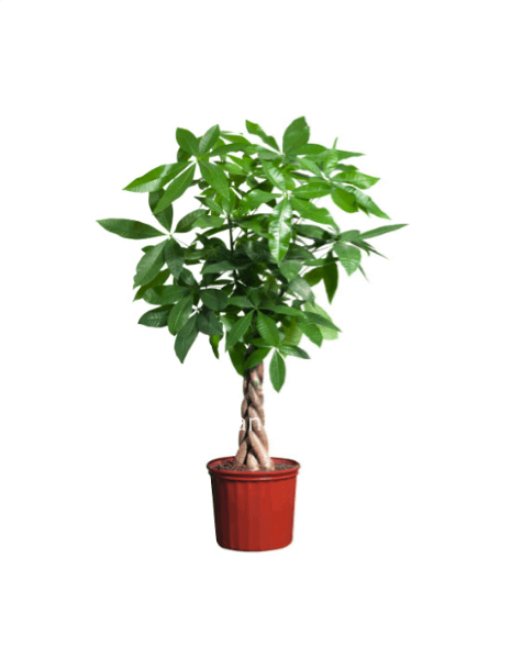 Pachira altezza 1,40