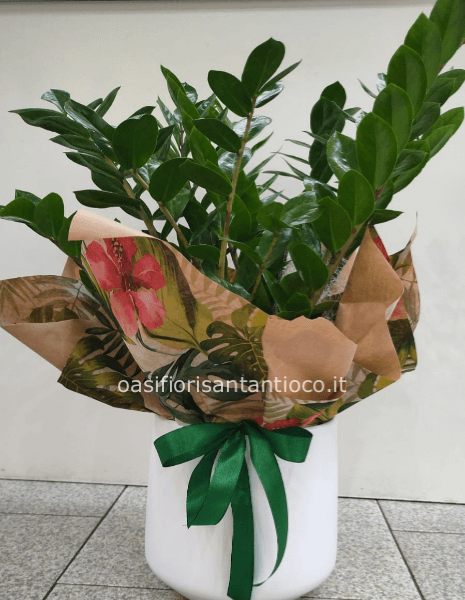 Zamia vaso grande con ceramica