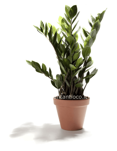 Zamia confezionata