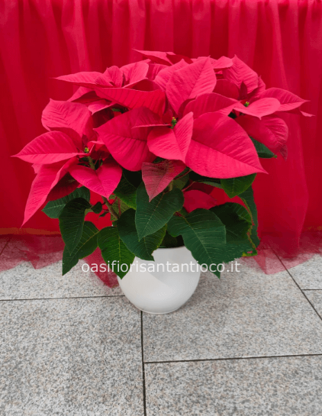 Stella grande con ceramica