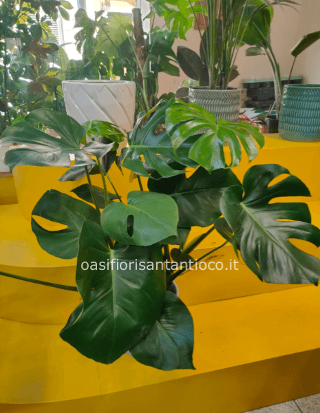 Monstera