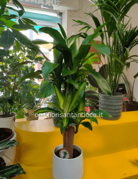 Dracena in confezione regalo 