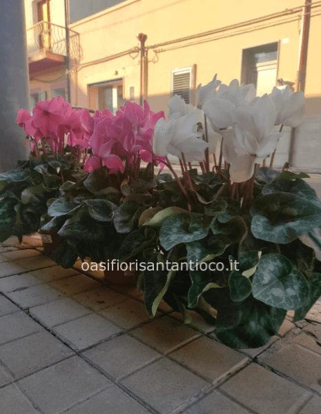 Ciclamino extra in vaso in coccio