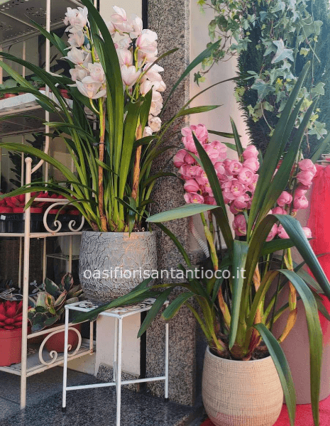 Orchidea Cimbidium  vari colori 