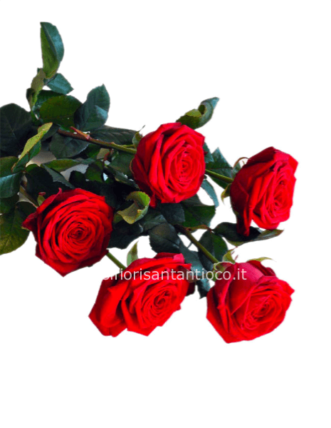 5 rose rosse incartate