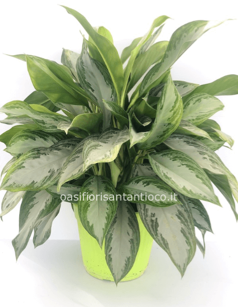 aglaonema confezionata