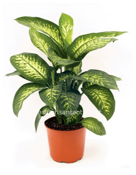 Dieffenbachia