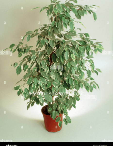 benjamino variegato
