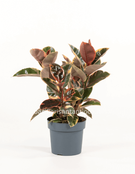 Ficus elastica belize pianta sia da interno che da veranda 