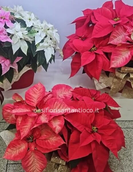 Cesto grande con due stelle 