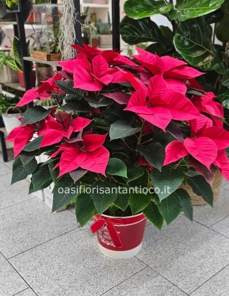 Stella di natale gigante 