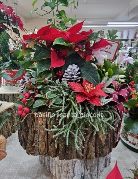 Composizione Natalizia grande con piantine