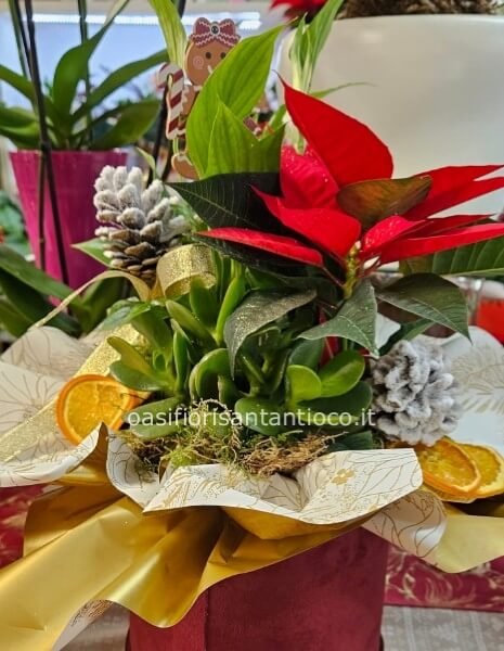 Composizione natalizia media con piantine 