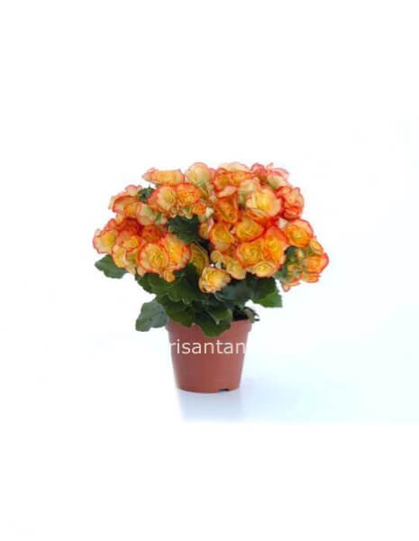 Begonia
