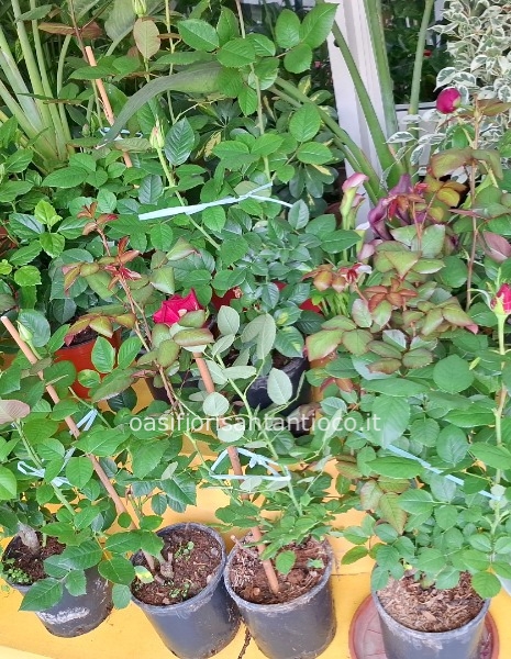 Piante di rose confezionate