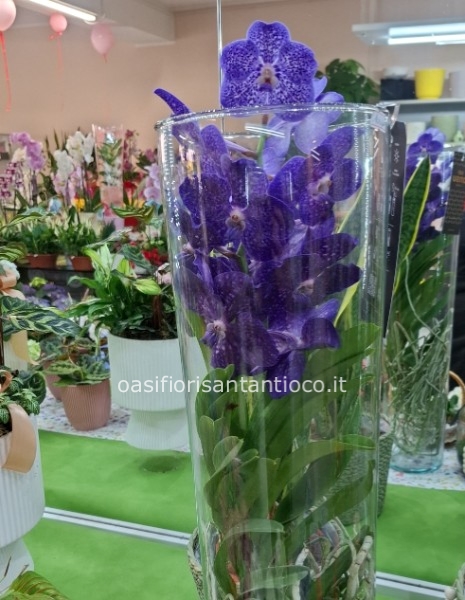 Orchidea vanda in vaso un vetro 
