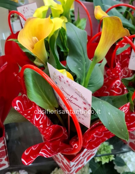 Pianta calla con borsetta vari colori
