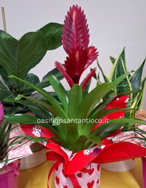 Vriesea con ceramica 